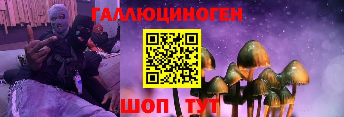 Галлюциногенные грибы Psilocybe Новозыбков